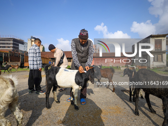 Nepali customers select he-goats for sacrifice at a subsidized outlet operated by the government in Kathmandu, Nepal, on October 6, 2024. (