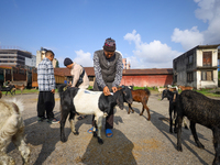 Nepali customers select he-goats for sacrifice at a subsidized outlet operated by the government in Kathmandu, Nepal, on October 6, 2024. (