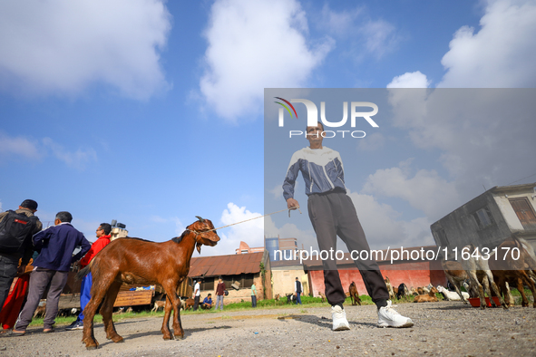 A Nepali customer holds a he-goat after selecting it at a subsidized outlet operated by the government in Kathmandu, Nepal, on October 6, 20...