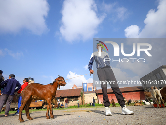 A Nepali customer holds a he-goat after selecting it at a subsidized outlet operated by the government in Kathmandu, Nepal, on October 6, 20...