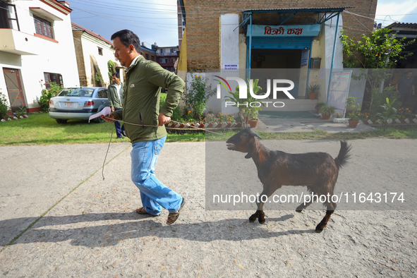 A Nepali customer drags a he-goat after selecting it at a subsidized outlet operated by the government in Kathmandu, Nepal, on October 6, 20...