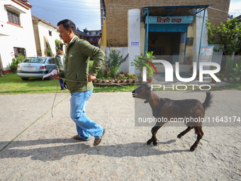 A Nepali customer drags a he-goat after selecting it at a subsidized outlet operated by the government in Kathmandu, Nepal, on October 6, 20...