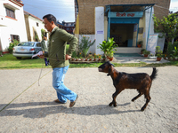 A Nepali customer drags a he-goat after selecting it at a subsidized outlet operated by the government in Kathmandu, Nepal, on October 6, 20...