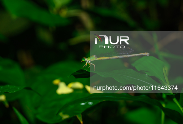 A Coromandel Marsh Dart (Ceriagrion coromandelianum), also known as a Yellow Waxtail, perches on a Diplazium esculentum (fiddlehead fern) le...