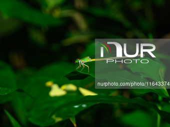 A Coromandel Marsh Dart (Ceriagrion coromandelianum), also known as a Yellow Waxtail, perches on a Diplazium esculentum (fiddlehead fern) le...