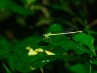 A Coromandel Marsh Dart (Ceriagrion coromandelianum), also known as a Yellow Waxtail, perches on a Diplazium esculentum (fiddlehead fern) le...