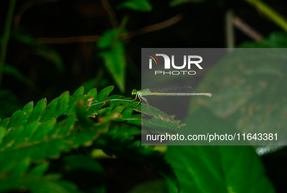 A Coromandel Marsh Dart (Ceriagrion coromandelianum), also known as a Yellow Waxtail, perches on a Diplazium esculentum (fiddlehead fern) le...