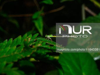 A Coromandel Marsh Dart (Ceriagrion coromandelianum), also known as a Yellow Waxtail, perches on a Diplazium esculentum (fiddlehead fern) le...