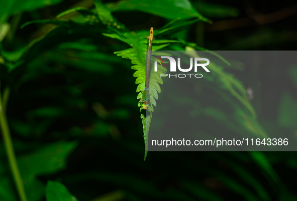 A Coromandel Marsh Dart (Ceriagrion coromandelianum), also known as a Yellow Waxtail, perches on a Diplazium esculentum (fiddlehead fern) le...