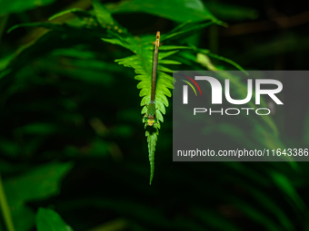 A Coromandel Marsh Dart (Ceriagrion coromandelianum), also known as a Yellow Waxtail, perches on a Diplazium esculentum (fiddlehead fern) le...