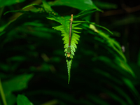 A Coromandel Marsh Dart (Ceriagrion coromandelianum), also known as a Yellow Waxtail, perches on a Diplazium esculentum (fiddlehead fern) le...