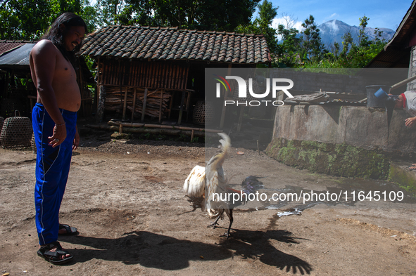 Portrait of Balinese Figure, Mk I Nyoman Warta, fills his time by testing his fighting cock (Balinese Green Rooster) on the slopes of the vo...