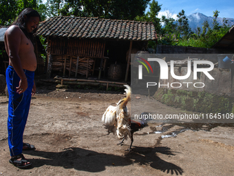 Portrait of Balinese Figure, Mk I Nyoman Warta, fills his time by testing his fighting cock (Balinese Green Rooster) on the slopes of the vo...