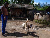 Portrait of Balinese Figure, Mk I Nyoman Warta, fills his time by testing his fighting cock (Balinese Green Rooster) on the slopes of the vo...