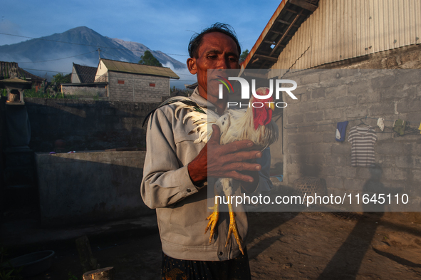 A Balinese man fills his time by testing his fighting cock (Balinese Green Rooster) on the slopes of the volcanic Mount Agung, which is curr...