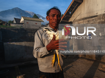 A Balinese man fills his time by testing his fighting cock (Balinese Green Rooster) on the slopes of the volcanic Mount Agung, which is curr...