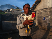 A Balinese man fills his time by testing his fighting cock (Balinese Green Rooster) on the slopes of the volcanic Mount Agung, which is curr...