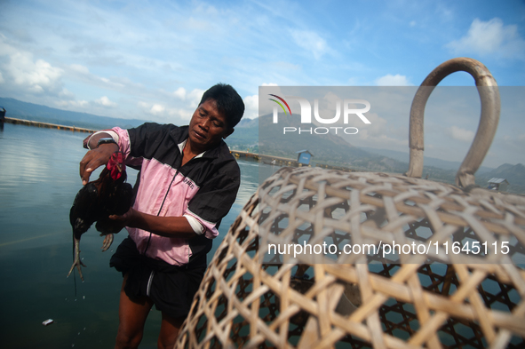 A Bali Aga Indigenous man tends to his fighting cock on the shore of Lake Batur, a caldera lake in Bangli Regency, central Bali, Indonesia,...