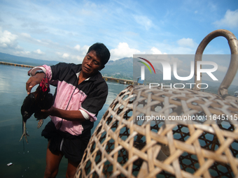 A Bali Aga Indigenous man tends to his fighting cock on the shore of Lake Batur, a caldera lake in Bangli Regency, central Bali, Indonesia,...