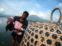 A Bali Aga Indigenous man tends to his fighting cock on the shore of Lake Batur, a caldera lake in Bangli Regency, central Bali, Indonesia,...