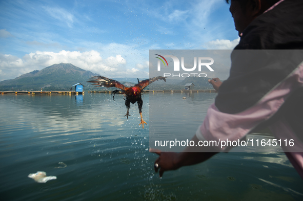 A Bali Aga Indigenous man tends to his fighting cock on the shore of Lake Batur, a caldera lake in Bangli Regency, central Bali, Indonesia,...