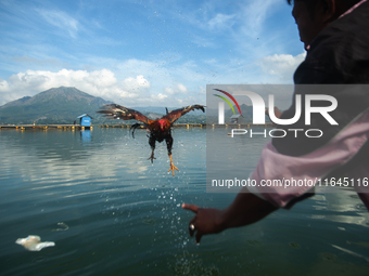 A Bali Aga Indigenous man tends to his fighting cock on the shore of Lake Batur, a caldera lake in Bangli Regency, central Bali, Indonesia,...