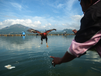 A Bali Aga Indigenous man tends to his fighting cock on the shore of Lake Batur, a caldera lake in Bangli Regency, central Bali, Indonesia,...