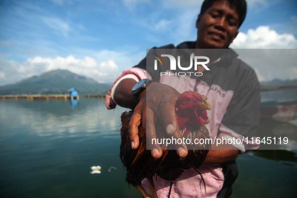 A Bali Aga Indigenous man tends to his fighting cock on the shore of Lake Batur, a caldera lake in Bangli Regency, central Bali, Indonesia,...