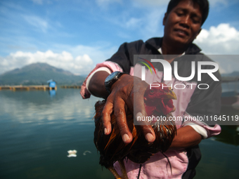 A Bali Aga Indigenous man tends to his fighting cock on the shore of Lake Batur, a caldera lake in Bangli Regency, central Bali, Indonesia,...