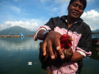 A Bali Aga Indigenous man tends to his fighting cock on the shore of Lake Batur, a caldera lake in Bangli Regency, central Bali, Indonesia,...