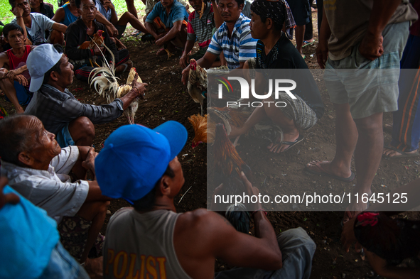 The 'Fighting Rooster' hidden arena is located on the slopes of Agung volcano in Bali, Indonesia. The event takes place in Bali, Indonesia,...