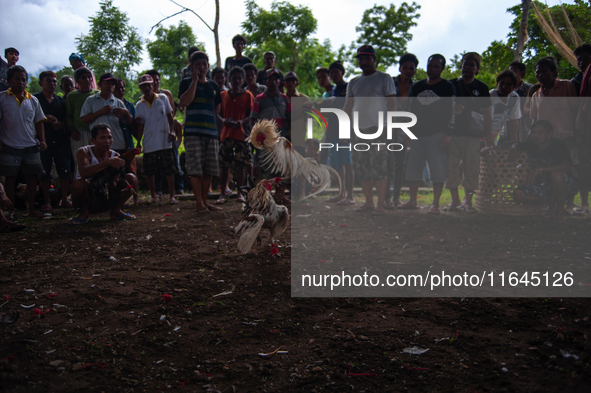 The 'Fighting Rooster' hidden arena is located on the slopes of Agung volcano in Bali, Indonesia. The event takes place in Bali, Indonesia,...