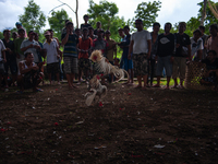 The 'Fighting Rooster' hidden arena is located on the slopes of Agung volcano in Bali, Indonesia. The event takes place in Bali, Indonesia,...