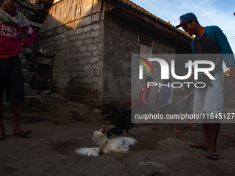 Portraits of Balinese men fill their time by testing their fighting cock (Balinese Green Rooster) on the slopes of the volcanic Mount Agung,...