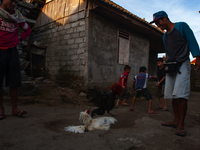 Portraits of Balinese men fill their time by testing their fighting cock (Balinese Green Rooster) on the slopes of the volcanic Mount Agung,...