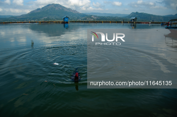 A Bali Aga Indigenous man tends to his fighting cock on the shore of Lake Batur, a caldera lake in Bangli Regency, central Bali, Indonesia,...