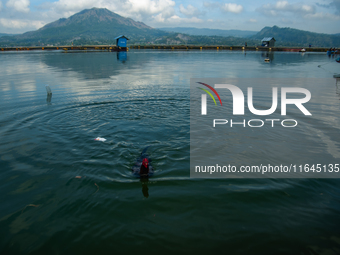 A Bali Aga Indigenous man tends to his fighting cock on the shore of Lake Batur, a caldera lake in Bangli Regency, central Bali, Indonesia,...