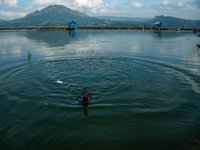 A Bali Aga Indigenous man tends to his fighting cock on the shore of Lake Batur, a caldera lake in Bangli Regency, central Bali, Indonesia,...