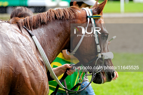 Thoroughbred racehorse Lady in Red is led back to the barn after a win in the fourth race at Woodbine Racetrack in Toronto, Canada, on Octob...