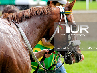 Thoroughbred racehorse Lady in Red is led back to the barn after a win in the fourth race at Woodbine Racetrack in Toronto, Canada, on Octob...