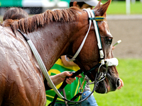 Thoroughbred racehorse Lady in Red is led back to the barn after a win in the fourth race at Woodbine Racetrack in Toronto, Canada, on Octob...