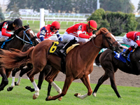 Jockey Sahin Civaci rides McAvoy (6) to a win in the seventh race at Woodbine Racetrack in Toronto, Canada, on October 6, 2024. (