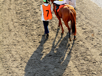 Jockey Emma-Jayne Wilson rides Wyoming Bill to the track ahead of the eighth race at Woodbine Racetrack in Toronto, Canada, on October 6, 20...