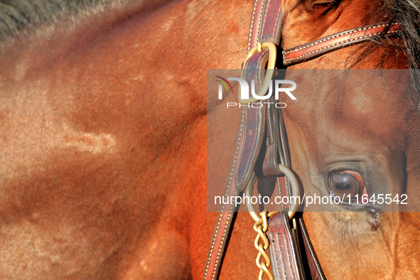 A thoroughbred racehorse is led to the paddock ahead of a race at Woodbine Racetrack in Toronto, Canada, on October 6, 2024. 