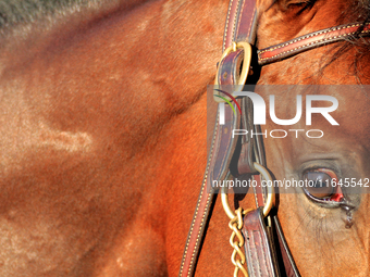 A thoroughbred racehorse is led to the paddock ahead of a race at Woodbine Racetrack in Toronto, Canada, on October 6, 2024. (