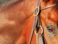 A thoroughbred racehorse is led to the paddock ahead of a race at Woodbine Racetrack in Toronto, Canada, on October 6, 2024. (