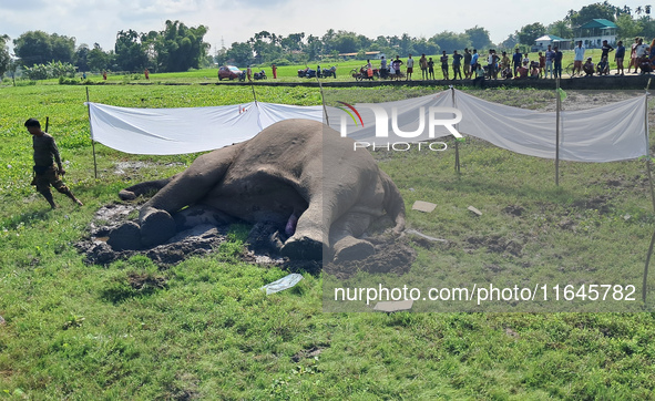 Villagers and forest guards stand near a wild elephant after it is found dead in a nearby paddy field in Dudhia village on the outskirts of...