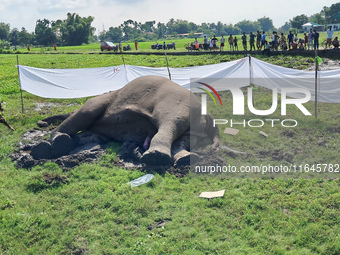 Villagers and forest guards stand near a wild elephant after it is found dead in a nearby paddy field in Dudhia village on the outskirts of...