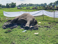 Villagers and forest guards stand near a wild elephant after it is found dead in a nearby paddy field in Dudhia village on the outskirts of...