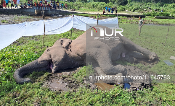 Villagers and forest guards stand near a wild elephant after it is found dead in a nearby paddy field in Dudhia village on the outskirts of...